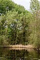 Münster, Wolbeck, Wolbecker Tiergarten, Naturwaldzelle -Teppes Viertel- -- 2014 -- 7080.jpg