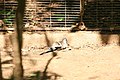 Namaqua Dove (Oena capensis) (2854227925).jpg