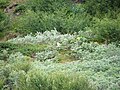 Paysage au mois d'août avec Salix glauca dans la région de Narsarsuaq (sud-ouest du Groenland)