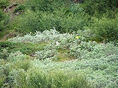 Habitat ved Narsarsuaq