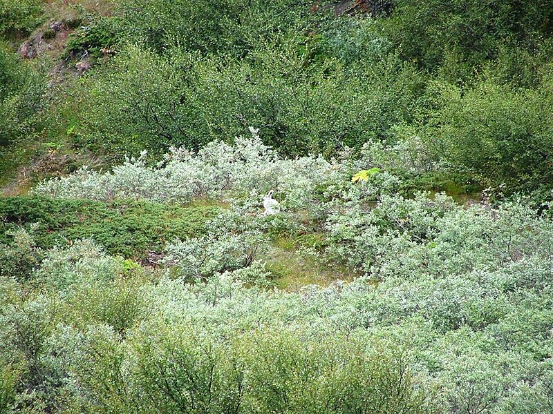 File:Narsarsuaq 2004-08-16 192.jpg