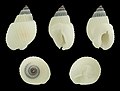 * Nomination Shell of a Whitish Nassa, Nassarius albescens albescens --Llez 05:29, 30 July 2020 (UTC) * Promotion  Support Good quality. --Ermell 06:15, 30 July 2020 (UTC)