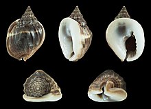 Nassarius pullus 01.JPG