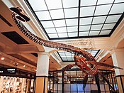 Futabasaurus National Museum of Nature and Science- Futabasaurus.jpg