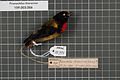 Naturalis Biodiversity Center - RMNH.AVES.131973 1 - Prionochilus thoracicus (Temminck & Laugier, 1836) - Dicaeidae - bird skin specimen.jpeg