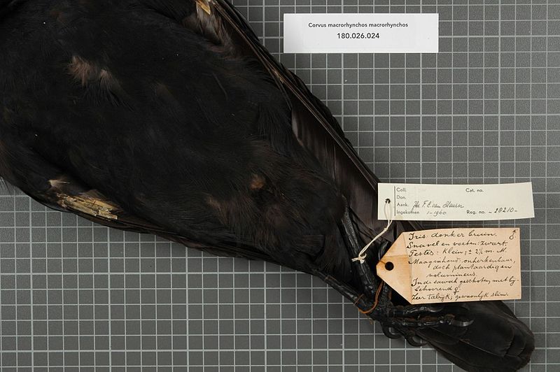 File:Naturalis Biodiversity Center - RMNH.AVES.28210 2 - Corvus macrorhynchos macrorhynchos Wagler, 1827 - Corvidae - bird skin specimen.jpeg