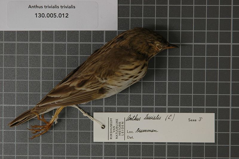 File:Naturalis Biodiversity Center - RMNH.AVES.46019 1 - Anthus trivialis trivialis (Linnaeus, 1758) - Motacillidae - bird skin specimen.jpeg