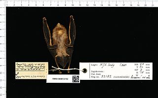 <span class="mw-page-title-main">Dayak roundleaf bat</span> Species of bat