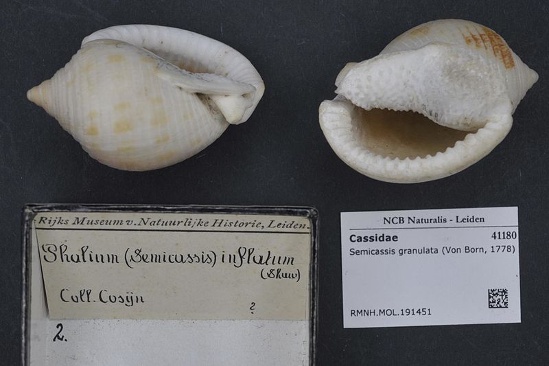 File:Naturalis Biodiversity Center - RMNH.MOL.191451 - Semicassis granulata (Von Born, 1778) - Cassidae - Mollusc shell.jpeg