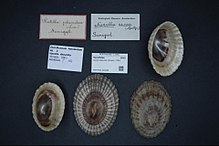 Naturalis bioxilma-xillik markazi - ZMA.MOLL.304289 - Nacella deaurata (Gmelin, 1791) - Nacellidae - Mollusc shell.jpeg