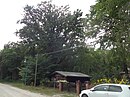 Natural monument oak under the oaks zesch am see 2019-08-04 (10) .jpg