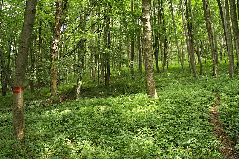 File:Nature reserve Žižkův vrch in summer 2012 (3).JPG