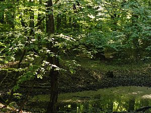 Typical depression with waterlogging in the Braken natural forest