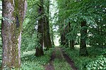 Lindenallee in the Walchen Castle Park