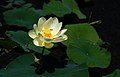 Fior di loto americano (Nelumbo lutea) con frutto acerbo