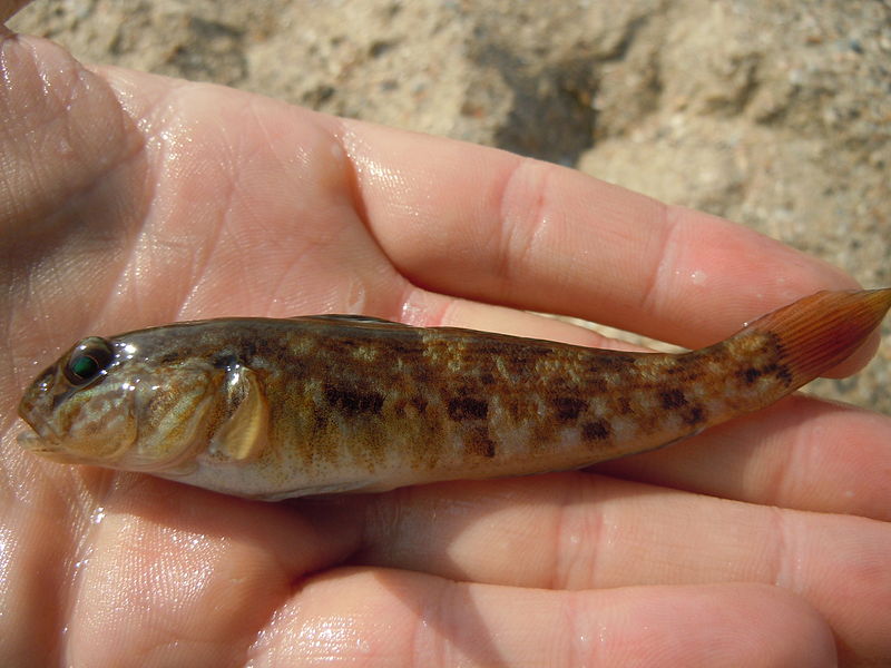 File:Neogobius melanostomus, Serhiivka 1.jpg