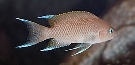 Neolamprologus marunguensis