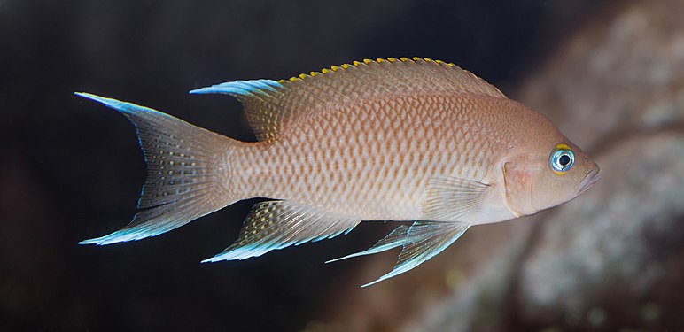 Neolamprologus marunguensis