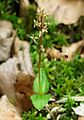 Neottia cordata France