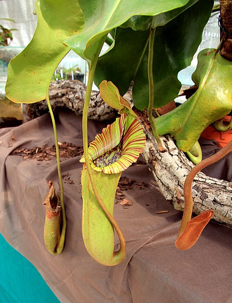 File:Nepenthes truncata Exhibition of Carnivorous Plants Prague 2016 2.jpg