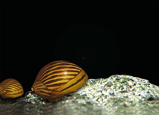 <i>Neritina</i> genus of molluscs