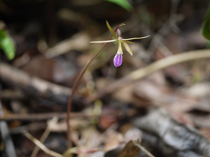 File:Nervillia infundibulifolia (7432512742).jpg