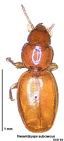 Nesamblyops subcaecus.jpg