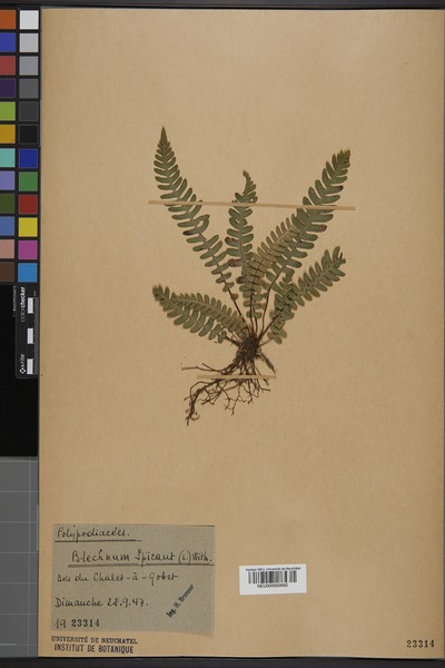 File:Neuchâtel Herbarium - Blechnum spicant - NEU000000692.tif