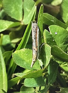 Adult Newcastle Etiella.jpg