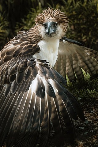 <span class="mw-page-title-main">Philippine eagle</span> Endangered species of eagle in the Philippines