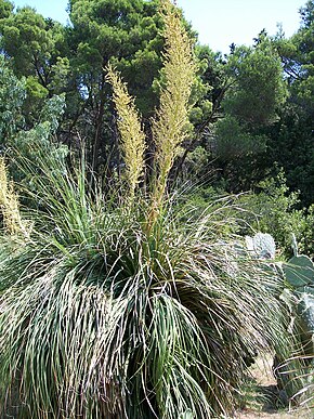 Descrizione dell'immagine Nolina longifolia-1.jpg.