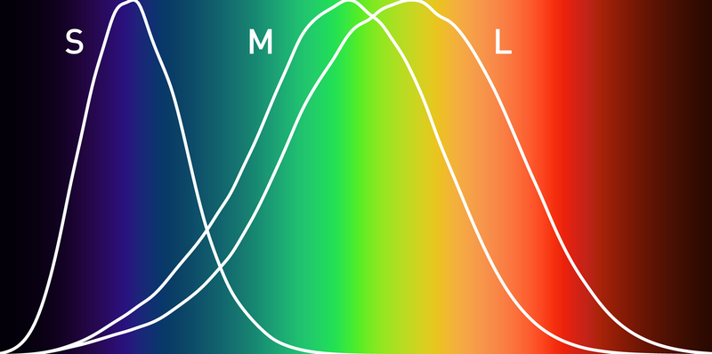 File:Normalized response spectra of human cones.png