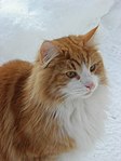 Norwegian Forest Cat in snow (closeup).jpg