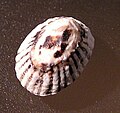 Miniatura para Notoacmea scopulina