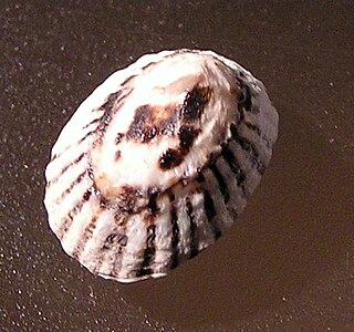 <i>Notoacmea</i> genus of molluscs