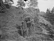 A young oak utilises an established juniper bush as protection against browsing in a historical wood-pasture. Oak in juniper.jpg