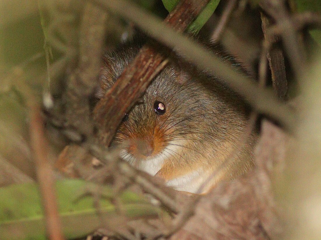 褐鼻鼠屬