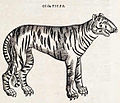 Toreh kayu harimau daripada buku, "Sejarah Haiwan Berkaki Empat dan Ular.", 1658