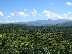 A palm oil plantation in Indonesia Oil palm plantation in Cigudeg-03.jpg