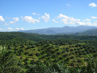 Palm oil production in Indonesia