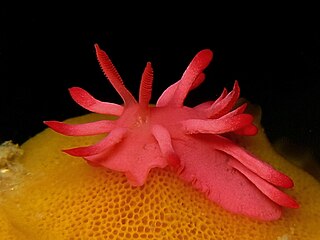 <i>Okenia</i> genus of molluscs