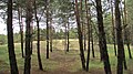 Oleshkivski Pisky Radensk Pines.jpg