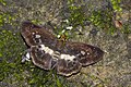 * Nomination: [edit] Open wing Basking of Gerosis phisara (Moore, 1884) - Dusky Yellow-breast Flat. By User:Anitava Roy --Atudu 07:36, 26 October 2023 (UTC) * * Review needed