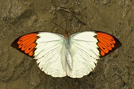 Dorsal view (Male)