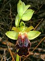 Ophrys fusca subsp. attaviria flower Greece -Rhodes