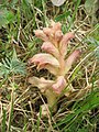 Unidentified Orobanche