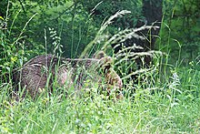 Giovane esemplare di orso marsicano