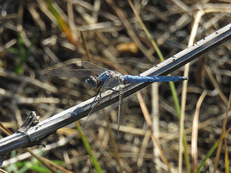 File:Orthetrum brunneum, Lalinačka slatina, Srbija (20).jpg