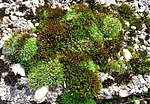 Miniatuur voor Bestand:Orthotricho-Grimmietum, close-up.jpg