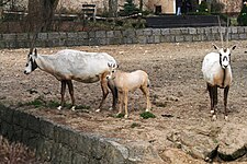 Oryx leucoryx Dvur zoo 3.jpg